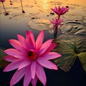 Meet your Posher, Sandy